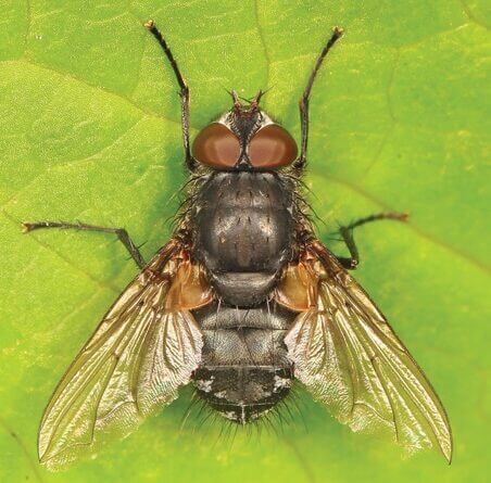 cluster fly