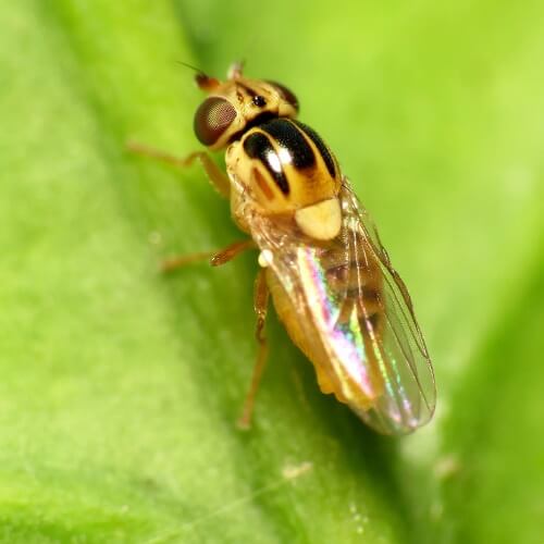 yellow swarming fly