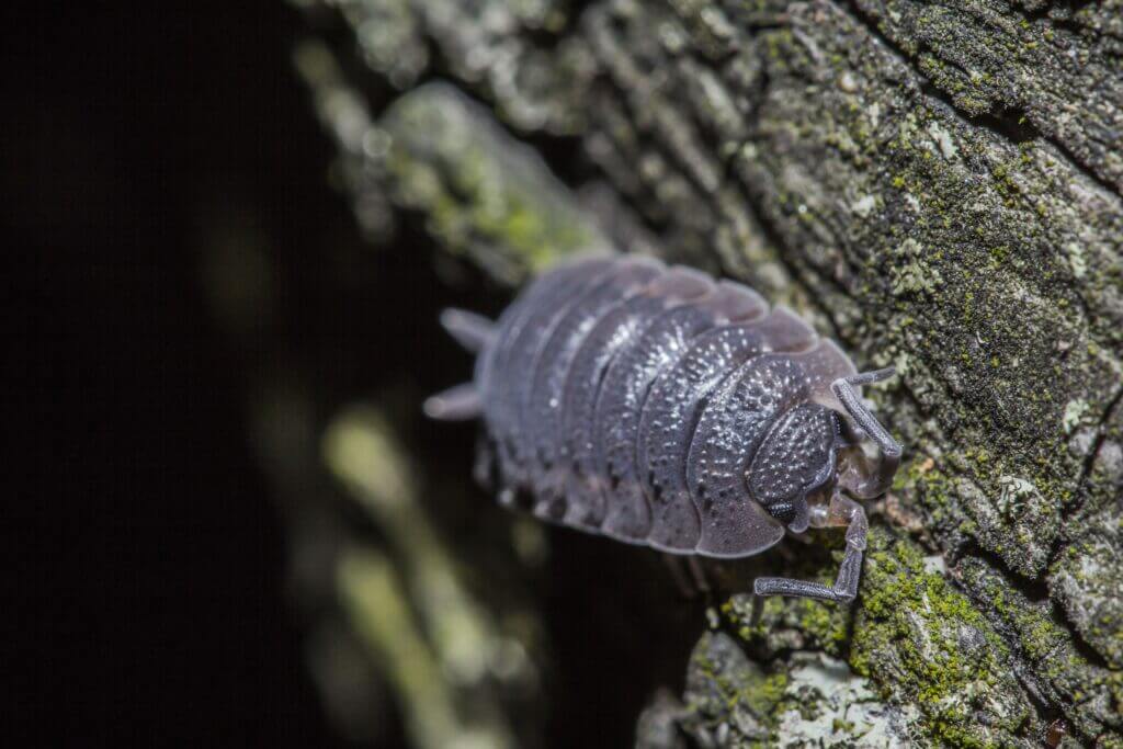 Woodlice 101: Understanding the Pest That Loves Moisture