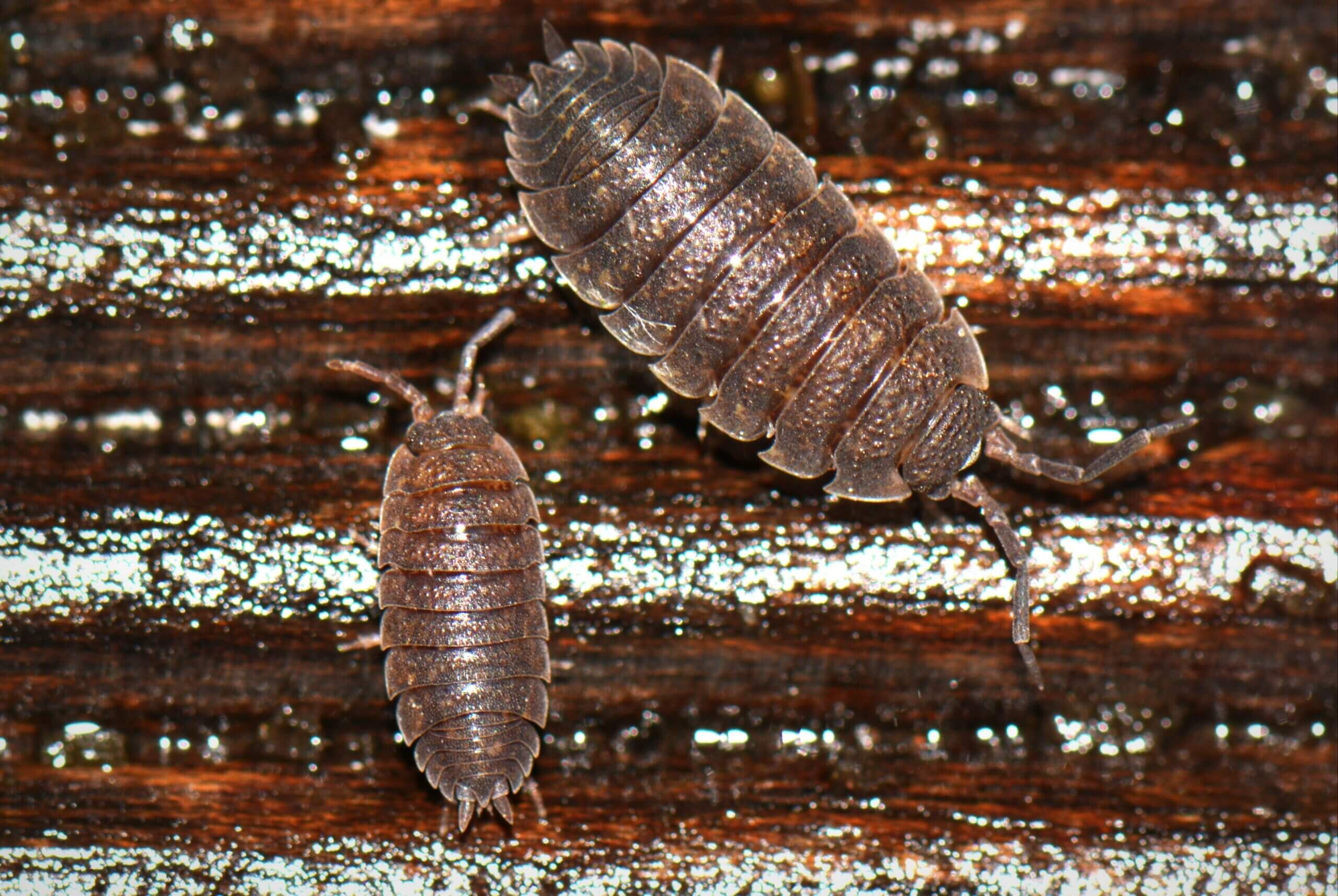 Woodlice Scaled 