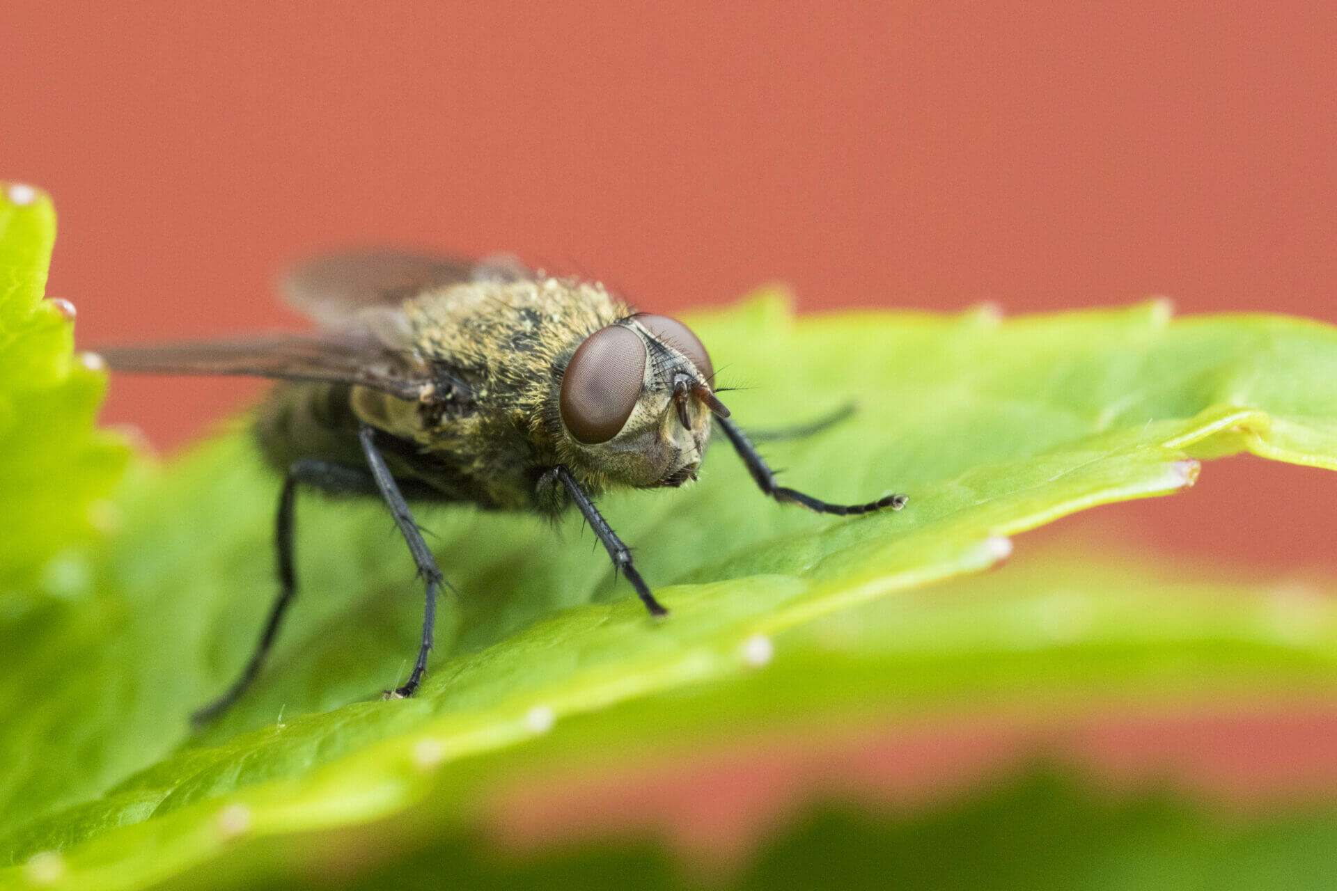 10 Common Types Of Flies In The UK And How To Identify Them