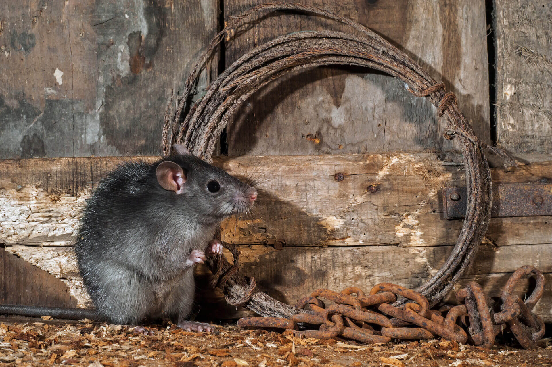 A Guide To Common Rat Species In The UK: Identifying And ...