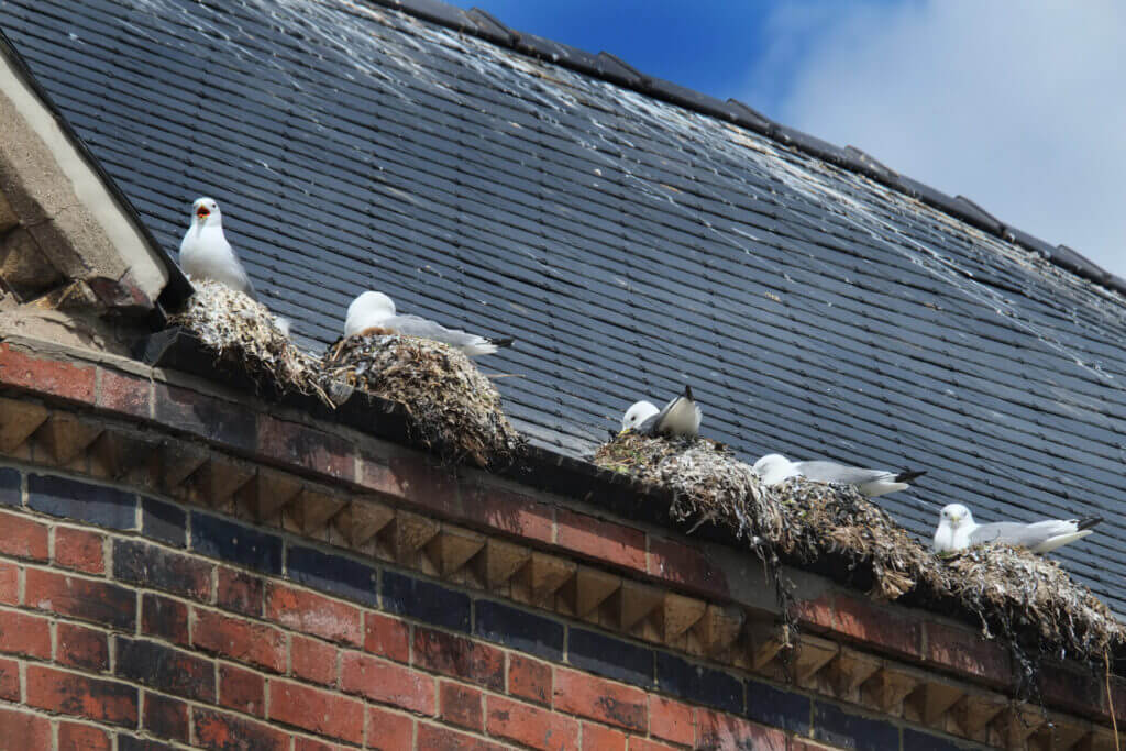 Signs of Bird Infestation: How to Identify and Confirm the Problem