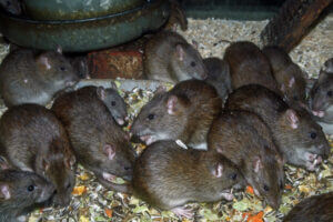 Brown Rat (Rattus norvegicus)