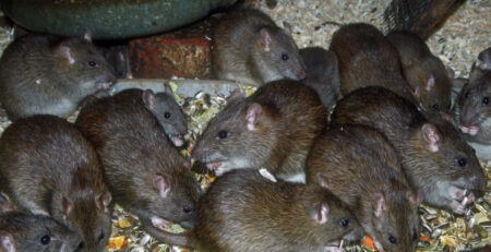 Brown Rat (Rattus norvegicus)