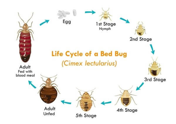 bedbugcycle